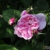 Rosa centifolia -- Provence-Rose
